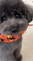Parda, a female Poodle - Toy  for sale in Riverside, CA – 3 of 3