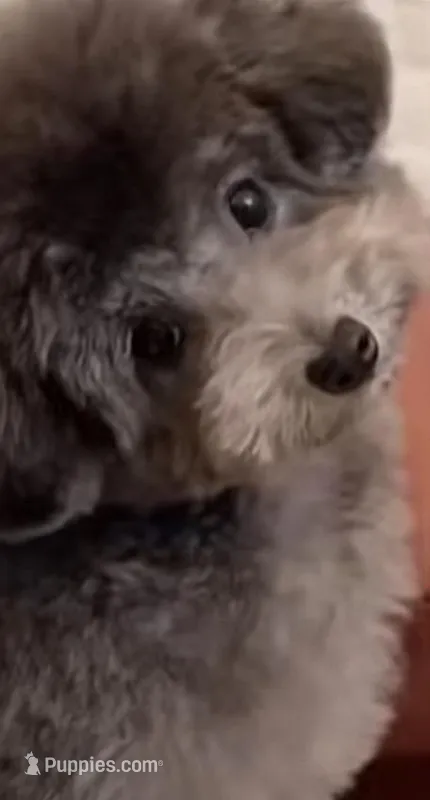 Parda – Poodle - Toy  puppy for sale in Riverside, CA