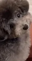 Parda, a female Poodle - Toy  for sale in Riverside, CA – 1 of 3
