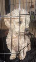 Dior, a female Poodle - Miniature  for sale in Riverside, CA – 4 of 5