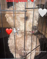 Dior, a female Poodle - Miniature  for sale in Riverside, CA – 2 of 5