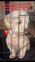 Dior, a female Poodle - Miniature  for sale in Riverside, CA – 3 of 5