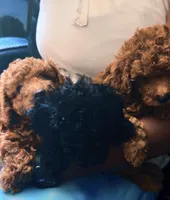 Brown, a male Poodle - Toy  for sale in Riverside, CA – 2 of 3