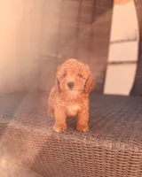 Molly, a female Poodle - Toy  for sale in Riverside, CA – Photo 1 of 5