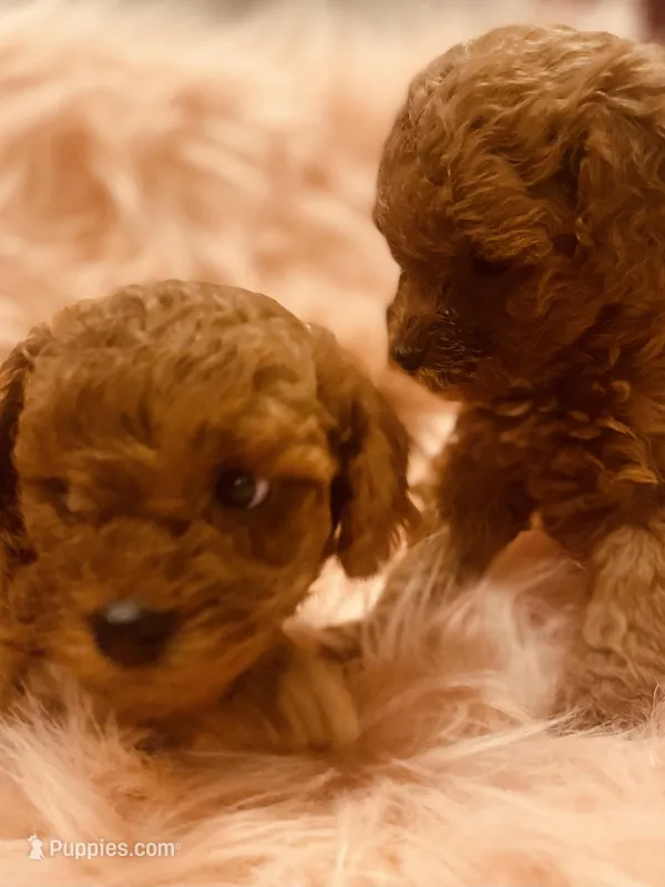 Max, a male Poodle - Toy  for sale in Riverside, CA – Photo 1 of 3