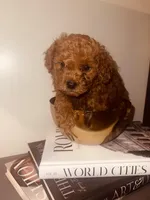 Peace, a male Poodle - Toy  for sale in Riverside, CA – Photo 2 of 5