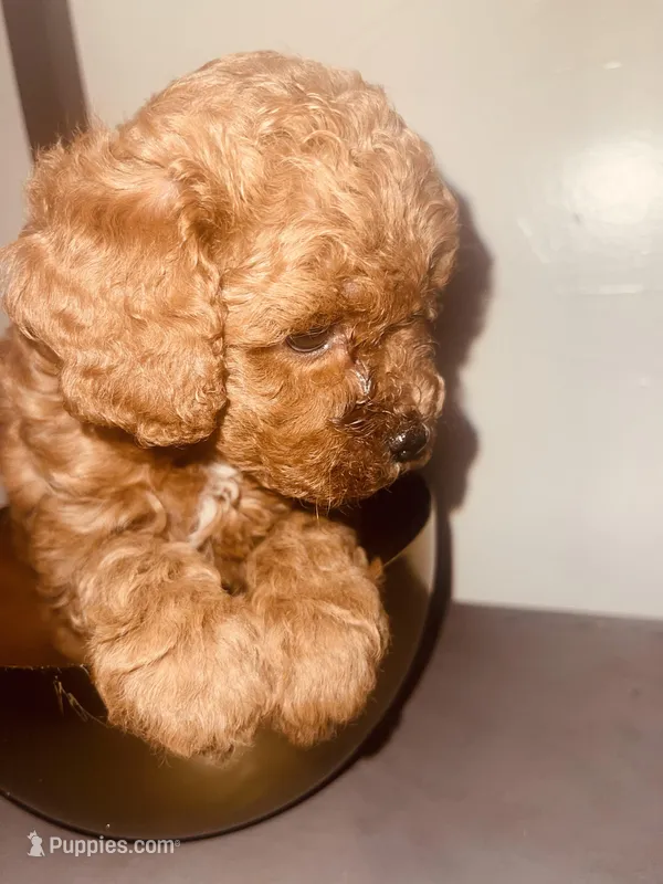 Peace, a male Poodle - Toy  for sale in Riverside, CA – Photo 1 of 5