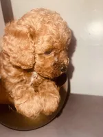 Peace, a male Poodle - Toy  for sale in Riverside, CA – Photo 1 of 5