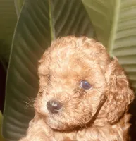 Peace, a male Poodle - Toy  for sale in Riverside, CA – Photo 5 of 5