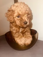 Peace, a male Poodle - Toy  for sale in Riverside, CA – Photo 4 of 5