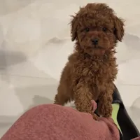 Boss, a female Poodle - Toy  for sale in Riverside, CA – Photo 1 of 6