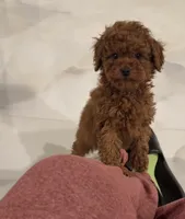 Suga, a female Poodle - Toy  for sale in Riverside, CA – Photo 1 of 6