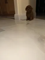 Suga, a female Poodle - Toy  for sale in Riverside, CA – Photo 4 of 6