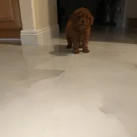 Boss, a female Poodle - Toy  for sale in Riverside, CA – Photo 5 of 6