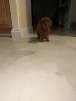 Suga, a female Poodle - Toy  for sale in Riverside, CA – Photo 5 of 6