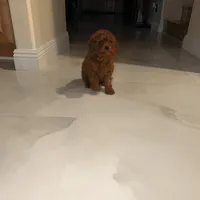 Boss, a female Poodle - Toy  for sale in Riverside, CA – Photo 6 of 6