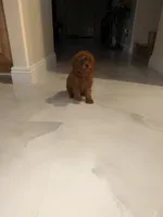 Suga, a female Poodle - Toy  for sale in Riverside, CA – Photo 6 of 6