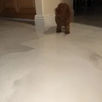 Boss, a female Poodle - Toy  for sale in Riverside, CA – Photo 3 of 6