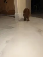 Suga, a female Poodle - Toy  for sale in Riverside, CA – Photo 3 of 6