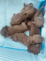 November, a female Poodle - Toy  for sale in Riverside, CA – Photo 1 of 2