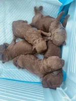 November, a female Poodle - Toy  for sale in Riverside, CA – Photo 2 of 2