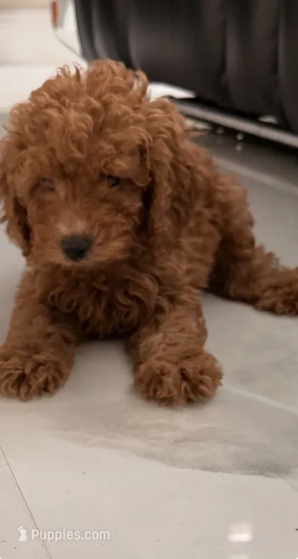 Brown – Poodle - Toy  puppy for sale in Riverside, CA