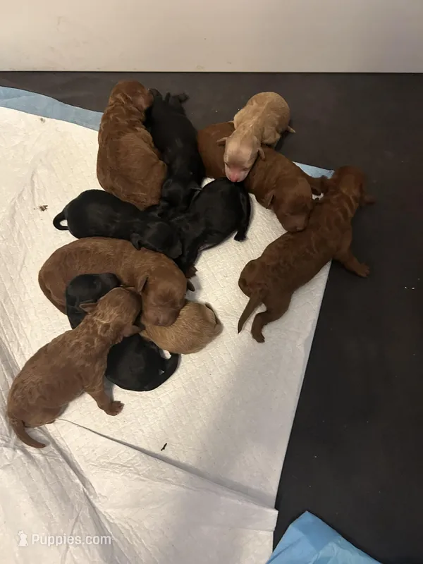 New Puppies, a male Poodle - Toy  for sale in Riverside, CA – Photo 1 of 3