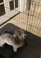 New Puppies, a male Poodle - Toy  for sale in Riverside, CA – Photo 3 of 3