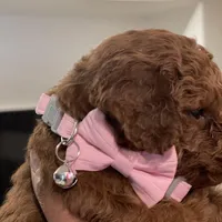 Red Toy Poodle, a female Poodle - Toy  for sale in Riverside, CA – Photo 3 of 10