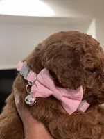 Red Toy Poodle, a female Poodle - Toy  for sale in Riverside, CA – Photo 3 of 10