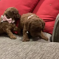 Red Toy Poodle, a female Poodle - Toy  for sale in Riverside, CA – Photo 10 of 10