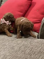 Red Toy Poodle, a female Poodle - Toy  for sale in Riverside, CA – Photo 10 of 10