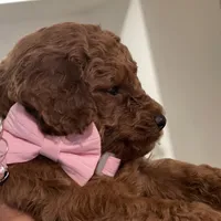 Red Toy Poodle, a female Poodle - Toy  for sale in Riverside, CA – Photo 7 of 10