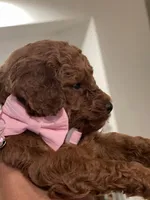 Red Toy Poodle, a female Poodle - Toy  for sale in Riverside, CA – Photo 7 of 10