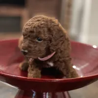 Red Toy Poodle, a female Poodle - Toy  for sale in Riverside, CA – Photo 9 of 10