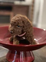 Red Toy Poodle, a female Poodle - Toy  for sale in Riverside, CA – Photo 9 of 10
