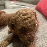 Red Toy Poodle, a female Poodle - Toy  for sale in Riverside, CA – Photo 4 of 10