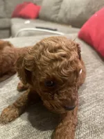 Red Toy Poodle, a female Poodle - Toy  for sale in Riverside, CA – Photo 4 of 10