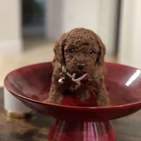 Red Toy Poodle, a female Poodle - Toy  for sale in Riverside, CA – Photo 6 of 10