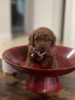 Red Toy Poodle, a female Poodle - Toy  for sale in Riverside, CA – Photo 6 of 10