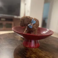 Red Toy Poodle, a female Poodle - Toy  for sale in Riverside, CA – Photo 2 of 10