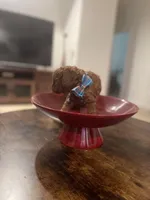 Red Toy Poodle, a female Poodle - Toy  for sale in Riverside, CA – Photo 2 of 10