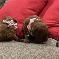 Red Toy Poodle, a female Poodle - Toy  for sale in Riverside, CA – Photo 8 of 10