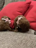 Red Toy Poodle, a female Poodle - Toy  for sale in Riverside, CA – Photo 8 of 10