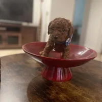 Red Toy Poodle, a female Poodle - Toy  for sale in Riverside, CA – Photo 5 of 10