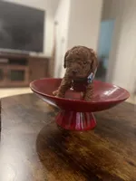 Red Toy Poodle, a female Poodle - Toy  for sale in Riverside, CA – Photo 5 of 10