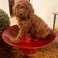 Red Toy Poodle, a female Poodle - Toy  for sale in Riverside, CA – Photo 1 of 10