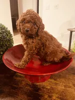 Red Toy Poodle, a female Poodle - Toy  for sale in Riverside, CA – Photo 1 of 10