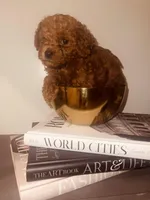 Mercedes, a female Poodle - Toy  for sale in Riverside, CA – Photo 4 of 6