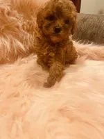 Mercedes, a female Poodle - Toy  for sale in Riverside, CA – Photo 2 of 6